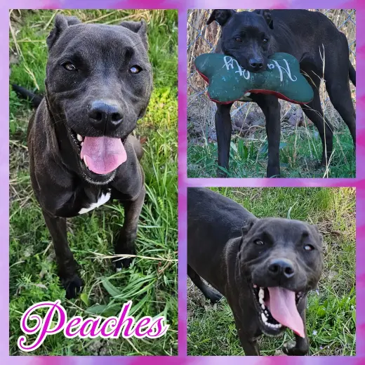 Peaches