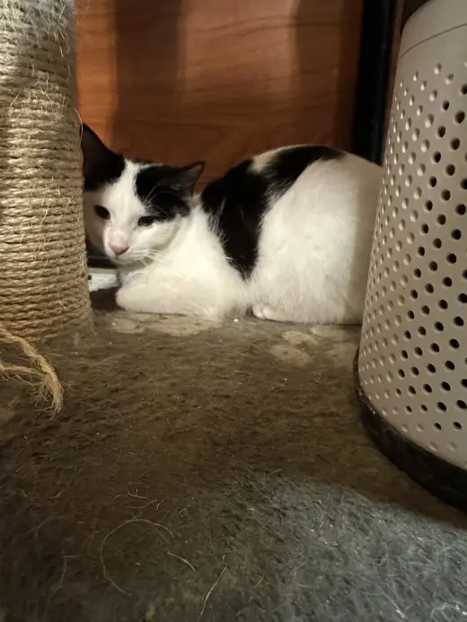 Domino