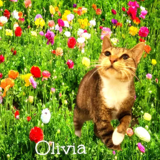 Olivia