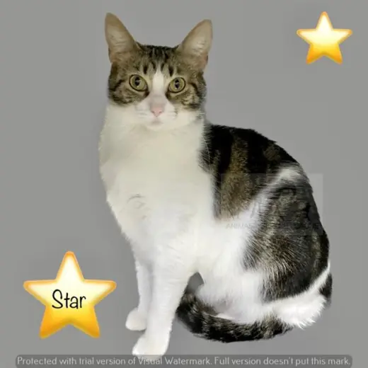 STAR