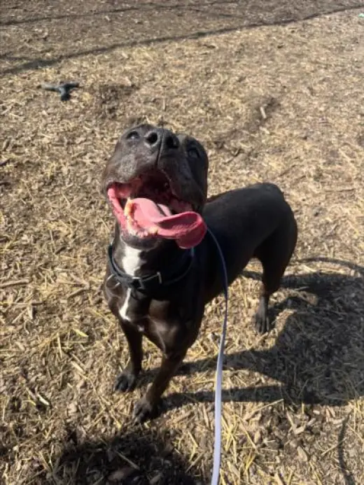SOOKI