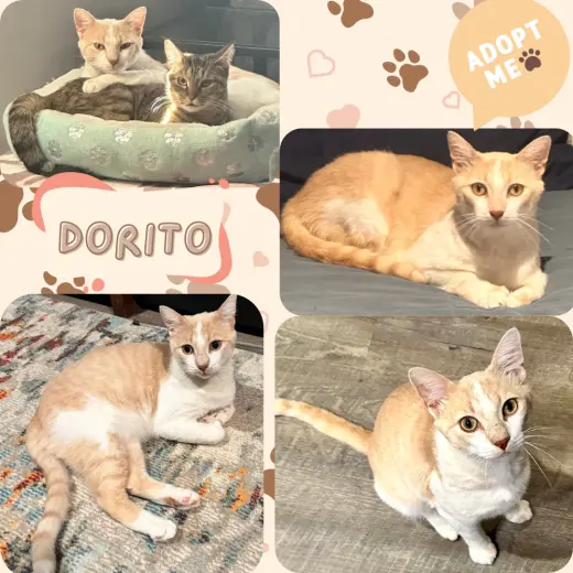 Dorito