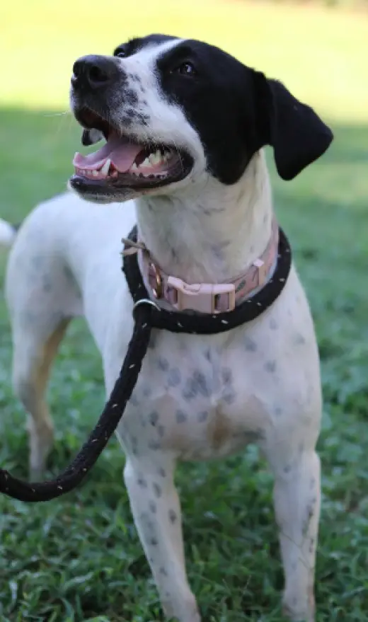 Dottie *URGENT FOSTER/ADOPTER NEEDED!