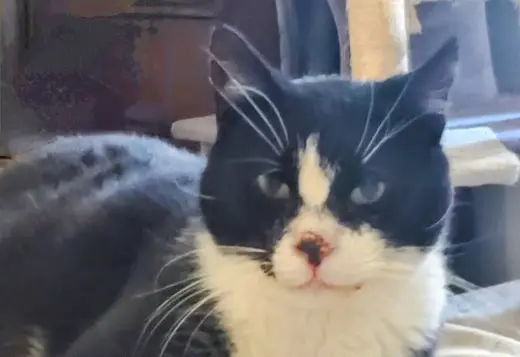 Mayor *Sweet special needs kitty - has stomatitis*