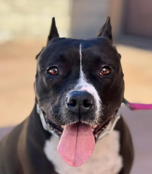 Rosie - Adopt Me!