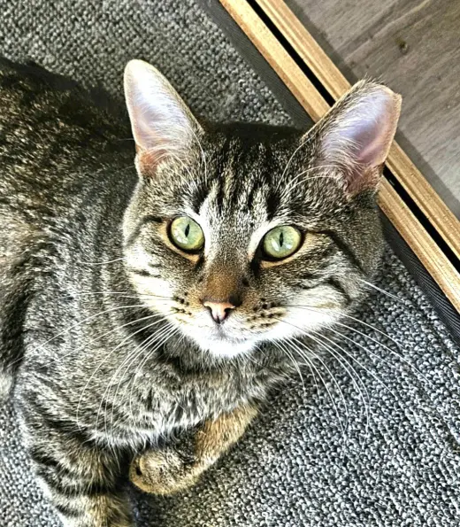 Flynn