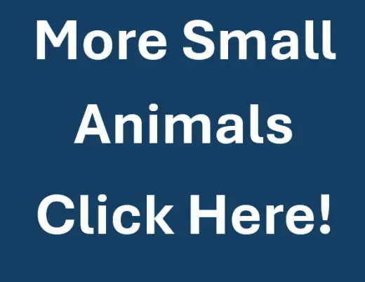 MORE SMALL ANIMALS