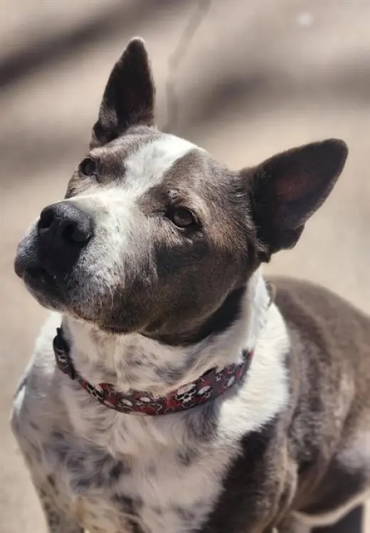 HANK
