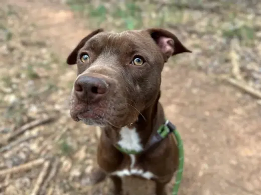 MOCHA