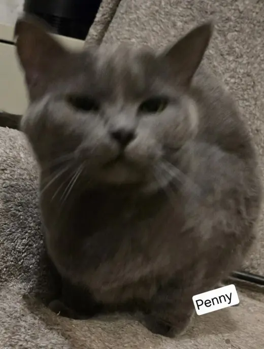 Penny