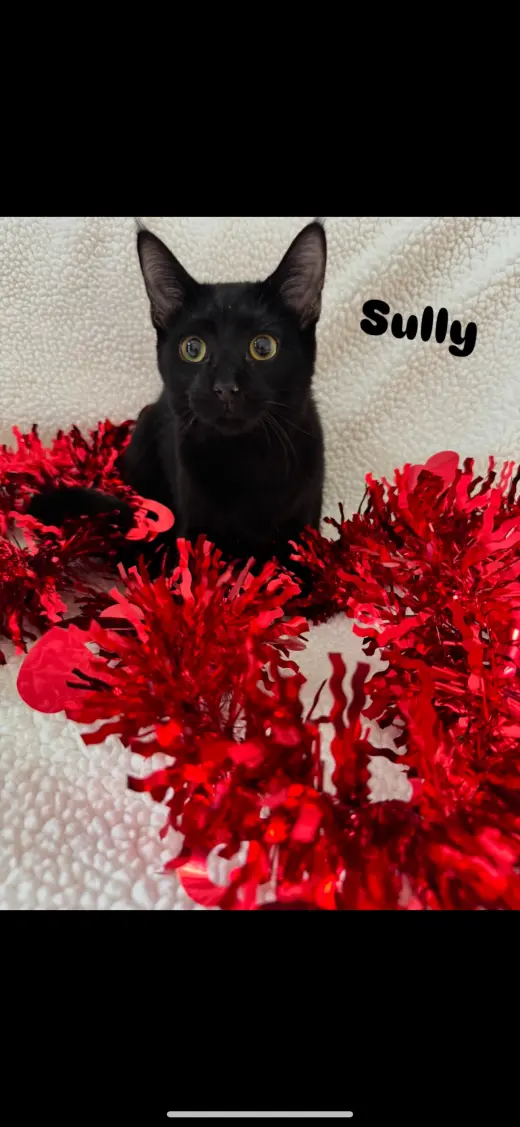 Sully