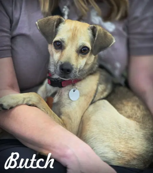 Butch