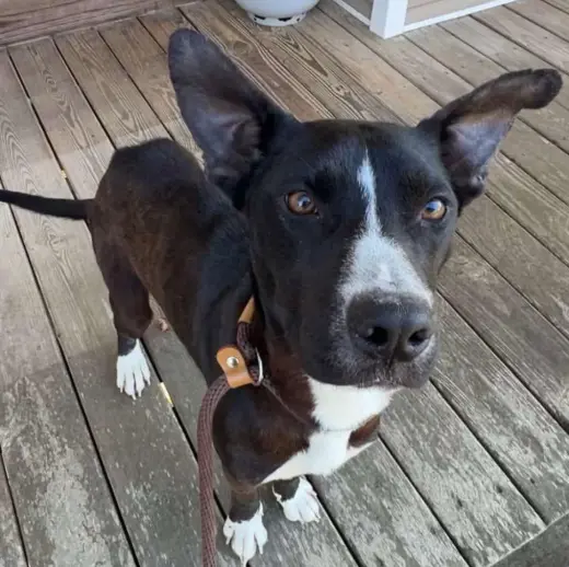 Pepper