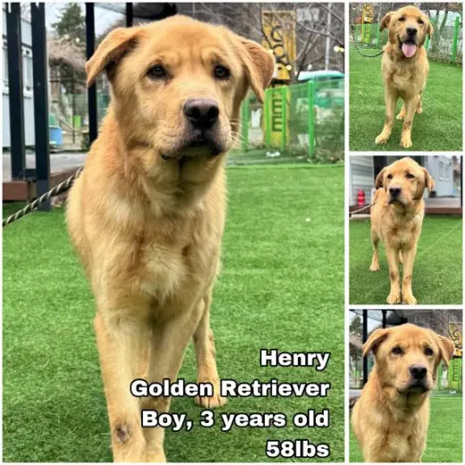 Henry from Korea