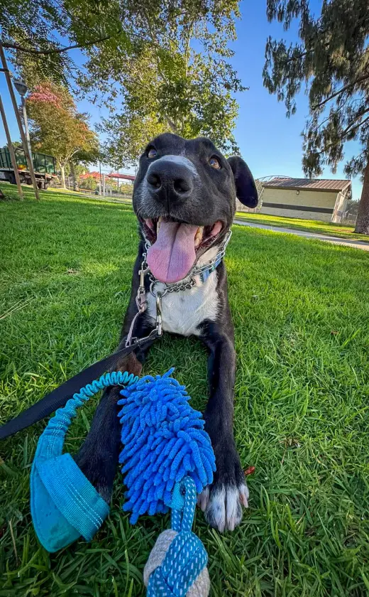 Murphy