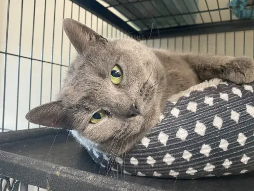 Stormy (FeLV+) (Foster Cat)