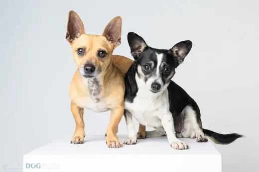 Bonded Pair - Ryver & Ryder