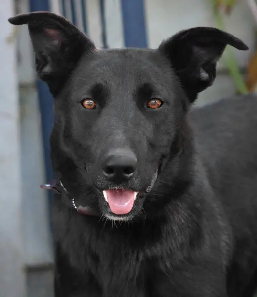 Amy March (Courtesy Post) - Foster or Adopt Me!