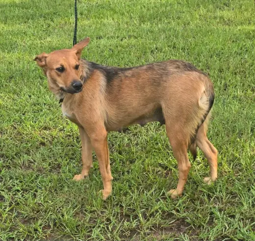 Roxy