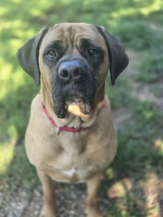 Duke