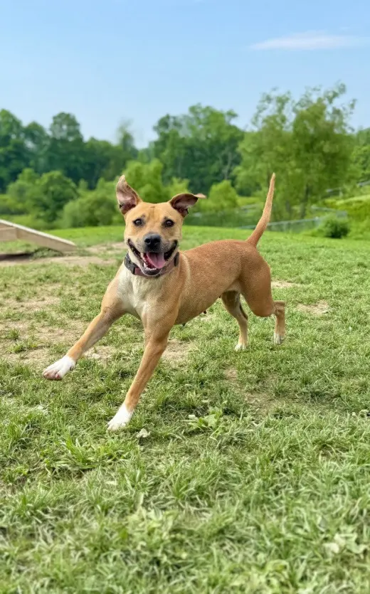 Kahlua