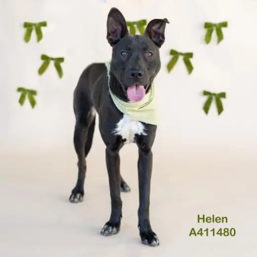 HELEN