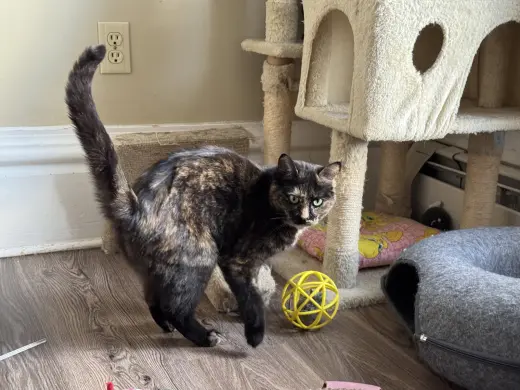 Miss Marbles