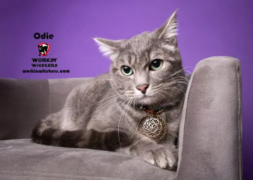 ODIE