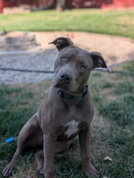 Coco
