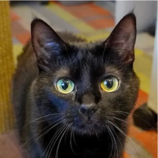 Dilly [Permanent Foster]