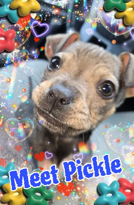 Pickle