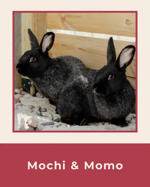 Mochi