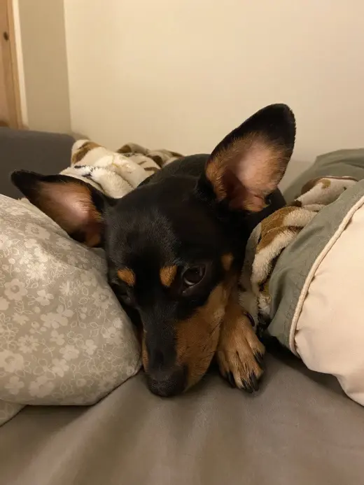 Roxie