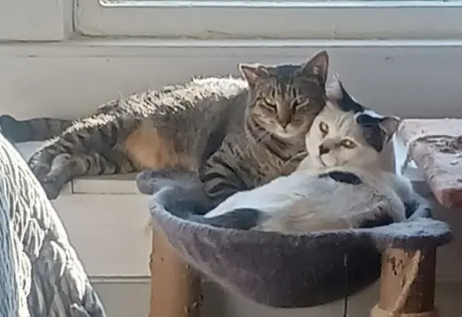 Panda and Louie (Bonded Pair)