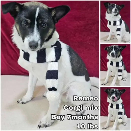 Romeo from Korea