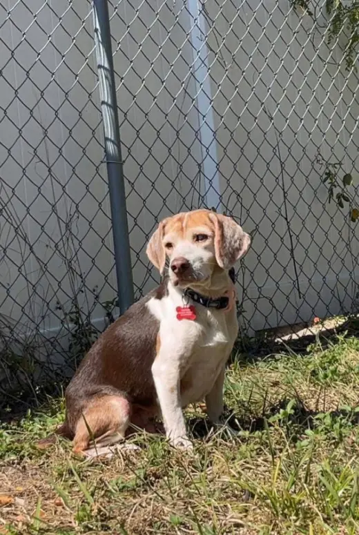 Coco Bean