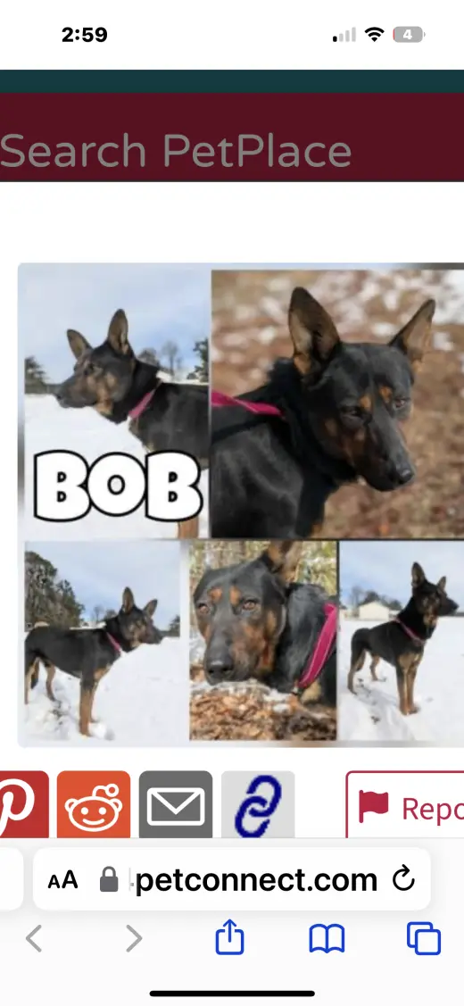 Bob (CL)
