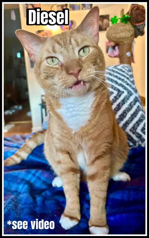Diesel, Willow Grove Area, (FCID 04/13/2018-101)SN