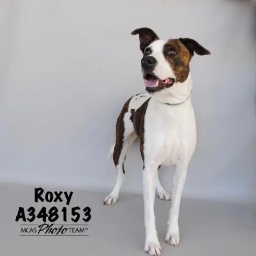 ROXY