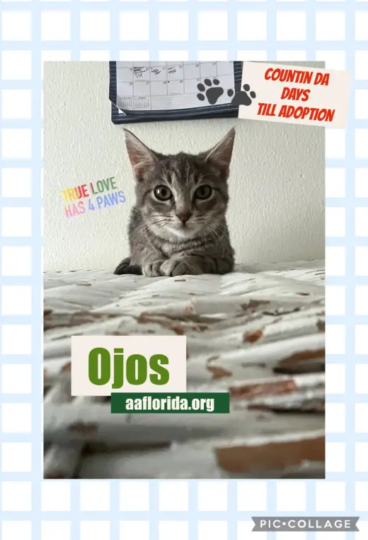 Ojos