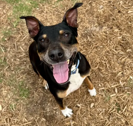 Duke