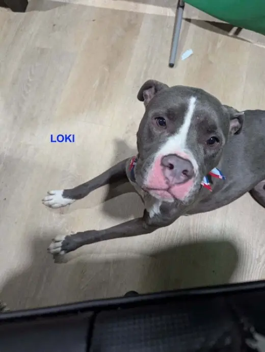 LOKI