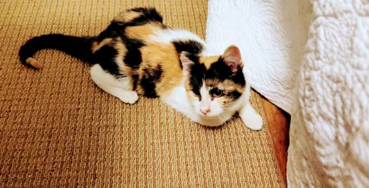 Effie