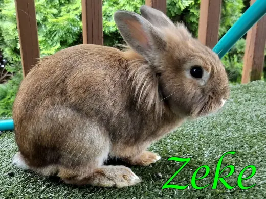 Zeke