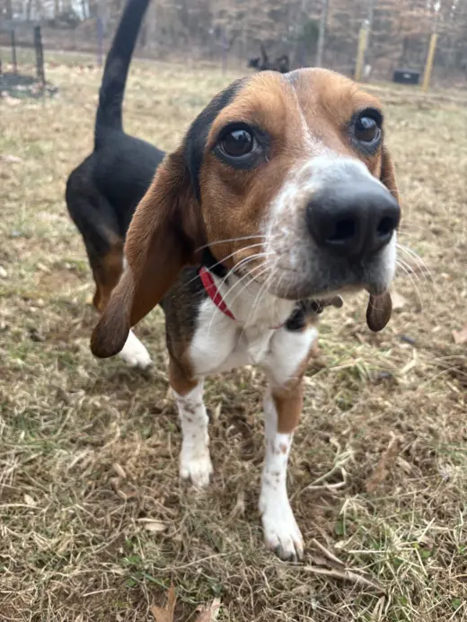 Rocky Beagle
