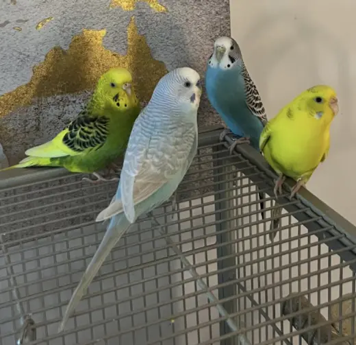 Rita Coco Bleu Kiwi Budge