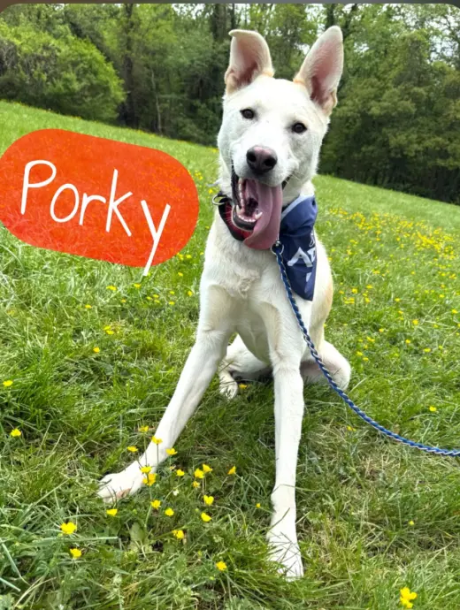 Porky Pig