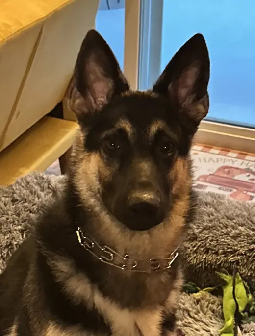 Max (CL)