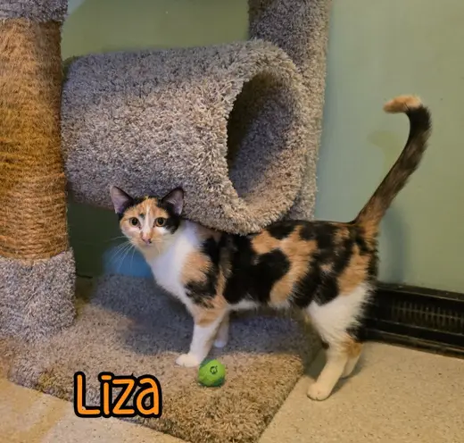 Liza
