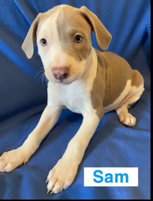 Sam